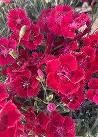 Dianthus hybrid 'Fire Star' ('Devon Xera')